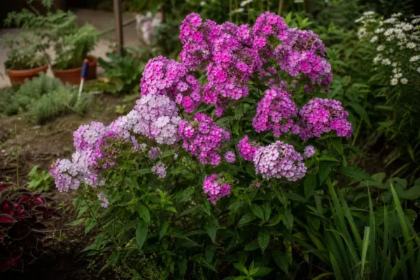 Brumărele (Phlox paniculata) – plantare și îngrijire pas cu pas