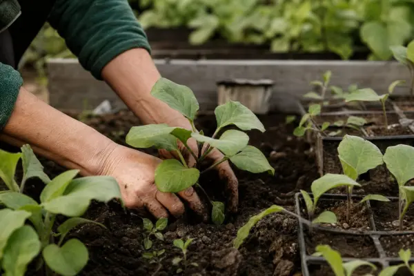 Când se plantează vinetele în solar și când se mută în grădină