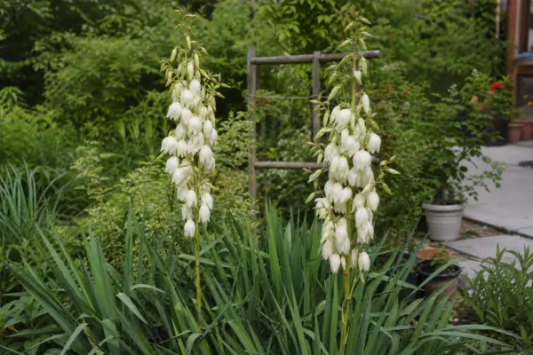 Yucca de grădină (Yucca filamentosa) – tot ce trebuie să știi despre plantare și îngrijire