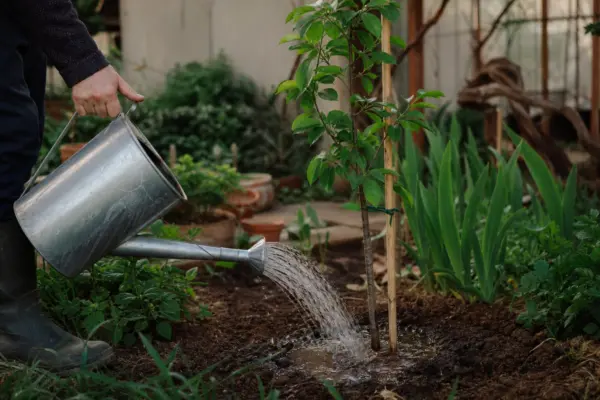 Ulm (Ulmus minor) – plantare, udare și întreținere