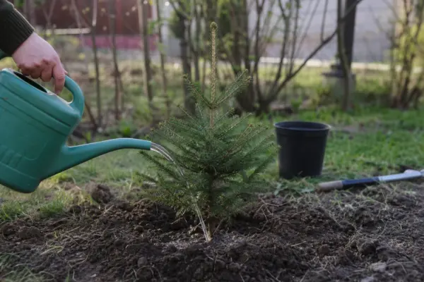 Molid (Picea abies) – plantare, udare și întreținere