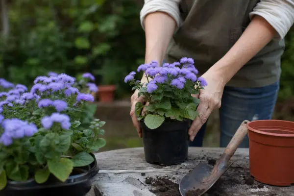 Ageratum (Ageratum houstonianum) – plantare și îngrijire pas cu pas
