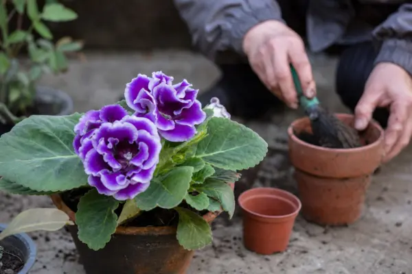 Gloxinia (Sinningia speciosa) – ghid practic de plantare și îngrijire