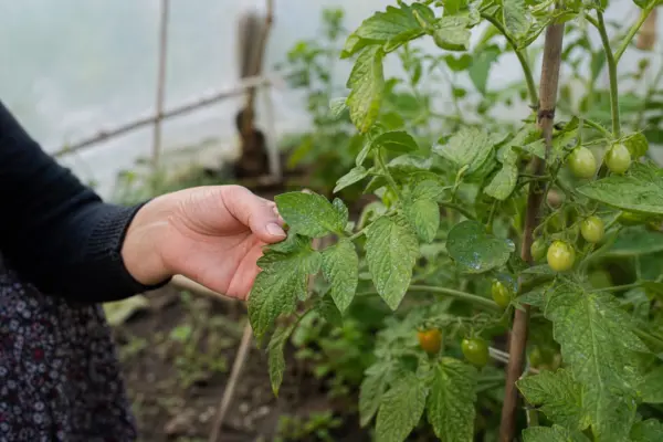 Musculița albă în solar: cum o recunoști și cum protejezi plantele