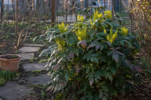 Mahonia (Mahonia aquifolium) – sfaturi utile pentru plantare și îngrijire