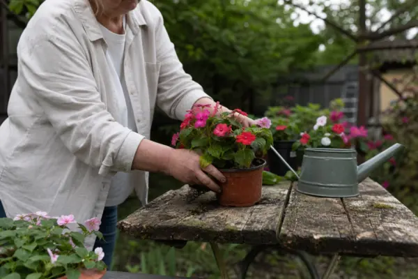 Sporul casei (Impatiens walleriana) – plantare, îngrijire și greșeli de evitat