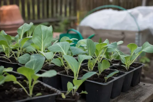 Cum călești răsadurile de varză înainte de plantare