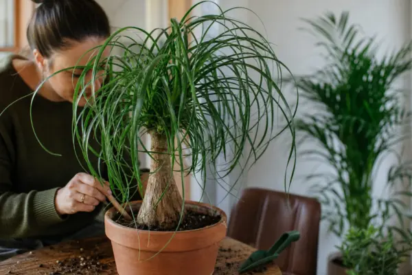 Piciorul elefantului (Beaucarnea recurvata) – tot ce trebuie să știi despre plantare și îngrijire