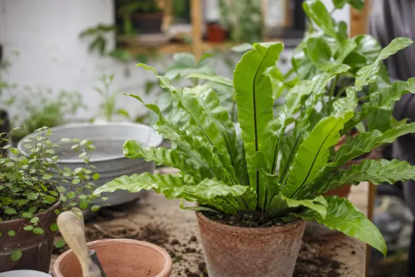 Feriga cuib de pasăre (Asplenium nidus) – sfaturi pentru plantare, creștere și întreținere