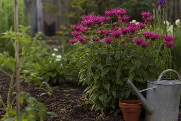 Monarda (Monarda didyma) – plantare, îngrijire și greșeli de evitat