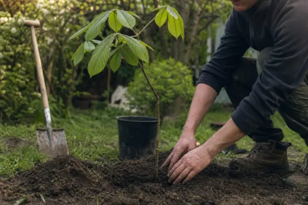 Castan (Aesculus hippocastanum) – condiții de creștere, plantare și îngrijire