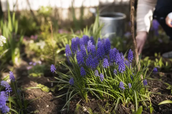 Muscari (Muscari armeniacum) – sfaturi de plantare și îngrijire