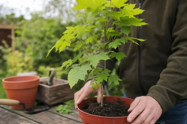 Paltin de câmp (Acer platanoides) – plantare, udare și întreținere