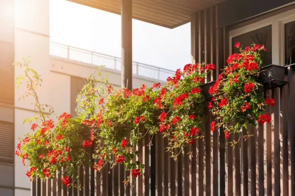 Balcon cu multe flori: cum păstrezi un aspect ordonat și aerisit