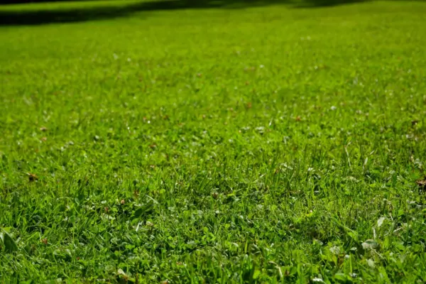 În cât timp răsare gazonul și ce poate întârzia germinarea