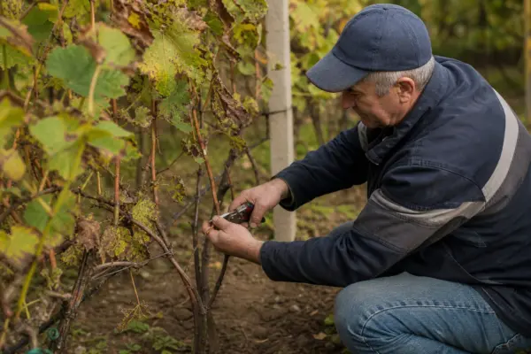Curățarea viei după recoltare: ce faci cu frunzele și strugurii rămași