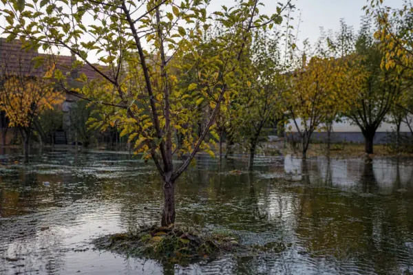 Excesul de apă în livadă toamna: cum reduci riscurile pentru rădăcini