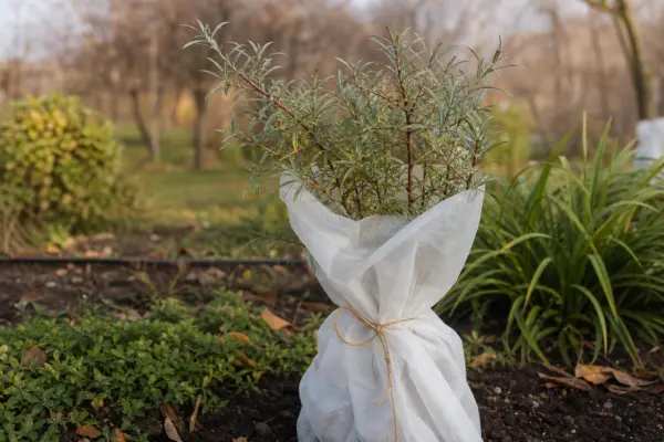 Cătina înainte de iarnă: îngrijirea plantelor tinere și a solului